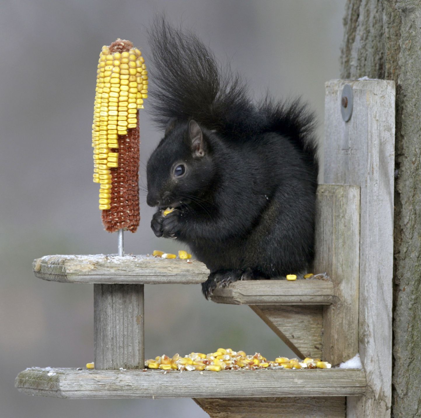 Black squirrels